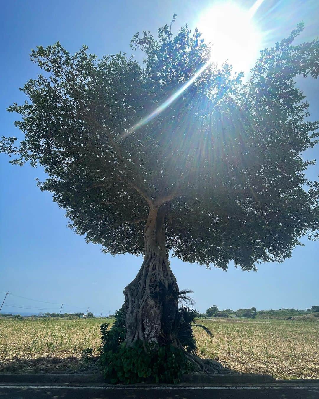 松井美緒さんのインスタグラム写真 - (松井美緒Instagram)「…魔女の木。  珊瑚の上を巻き付き モンパの木やソテツも巻き込んでできた生きるを感じることができるガジュマル。  #喜界島」4月21日 21時49分 - mio.matsui