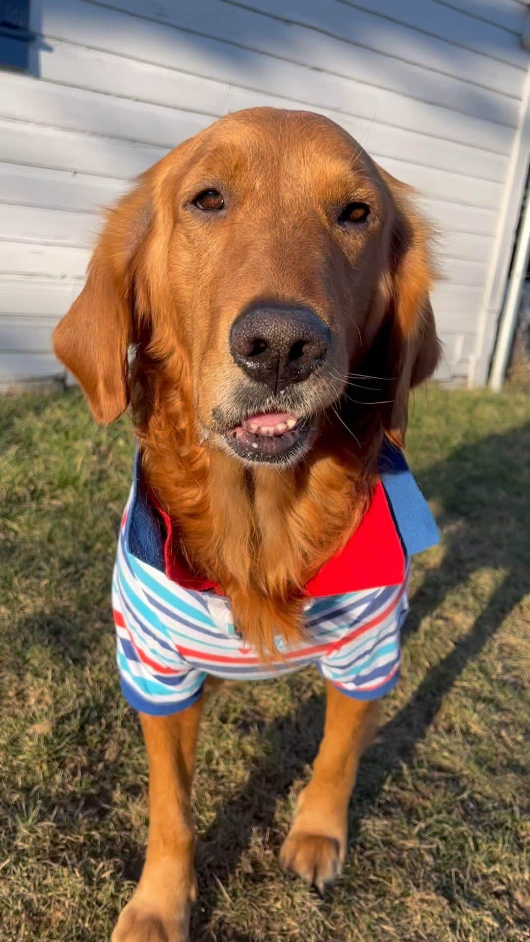 モヒートのインスタグラム：「The most handsomest boy 🥺 #handsome #mommasboy #rescuedog #goldenretriever #ratemydog #woof #goldenretriever #cleveland #poloshirt #happydog #dogreels」