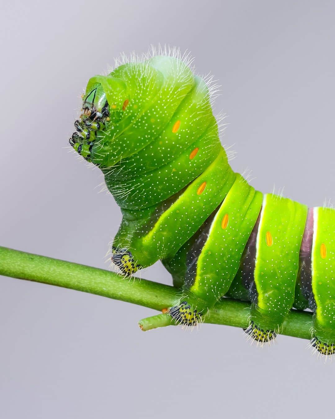 Discoveryさんのインスタグラム写真 - (DiscoveryInstagram)「Thique.   Silk moth caterpillars, like those of most other butterflies and moths, are adapted to feed on the leaves of particular plants - and do so gregariously!   #WorldOfInsects🔆」4月21日 22時00分 - discovery