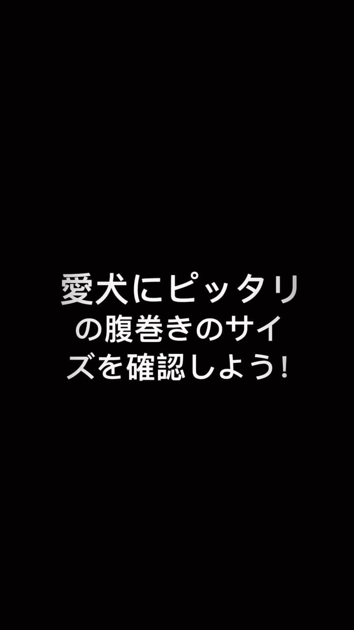 iDog&iCatのインスタグラム