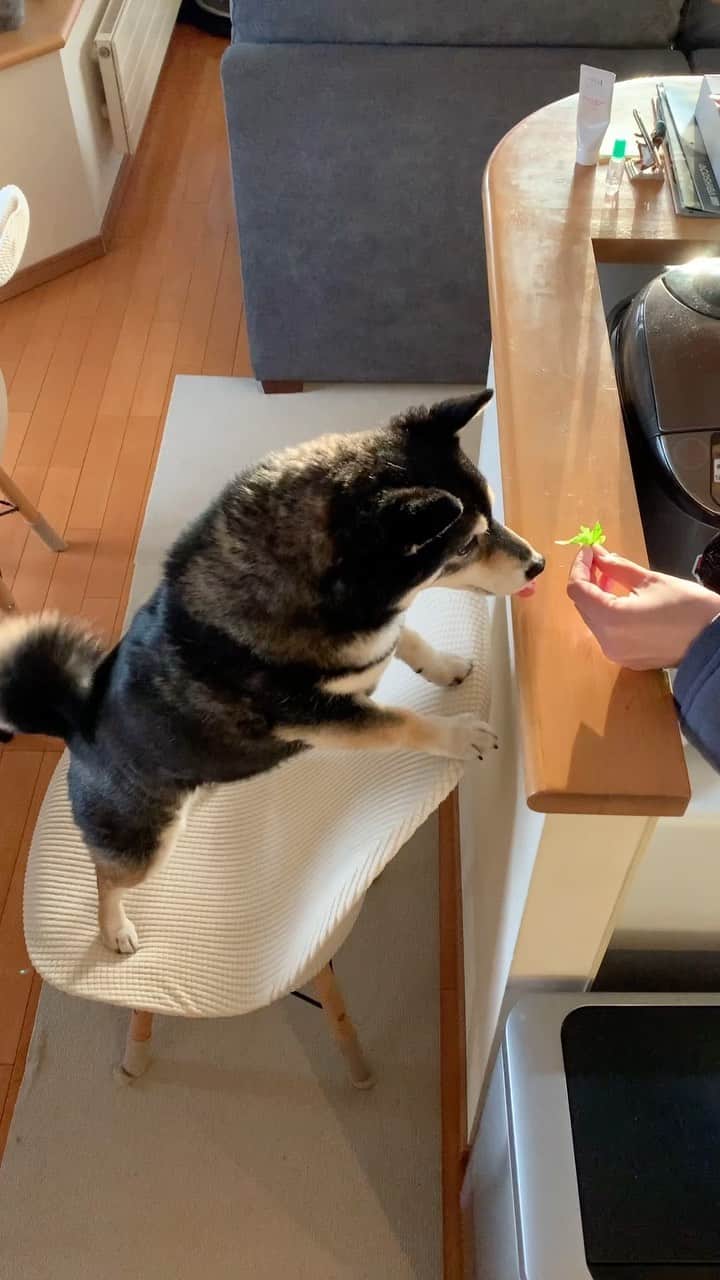 吾子のインスタグラム：「・ ・ ・ ・ ・ きゃべつ🥬💕 ・ おいしいわん🐶💕 ・ ・ ・ ・ ・ ・ ・ ・ ・ ・ ・ ・ ・ ・ ・ ・ ・ ・ ・ ・ ・ ・ ・ ・ ・ ・ ・ ・ #料理ガン見 #研究熱心 #sapporo  ・ 北海道の柴犬 #柴北会 の皆ワン🐶お散歩ドロドロになるけどちゃんと足洗おうねー ・ #adorable #instadog#shibainu#dog#柴犬ライフ #instashiba#柴犬マニア #9gag #barked #kuroshiba#socute #cutedog#いぬのきもち #黒柴 #dogstagram_japan」