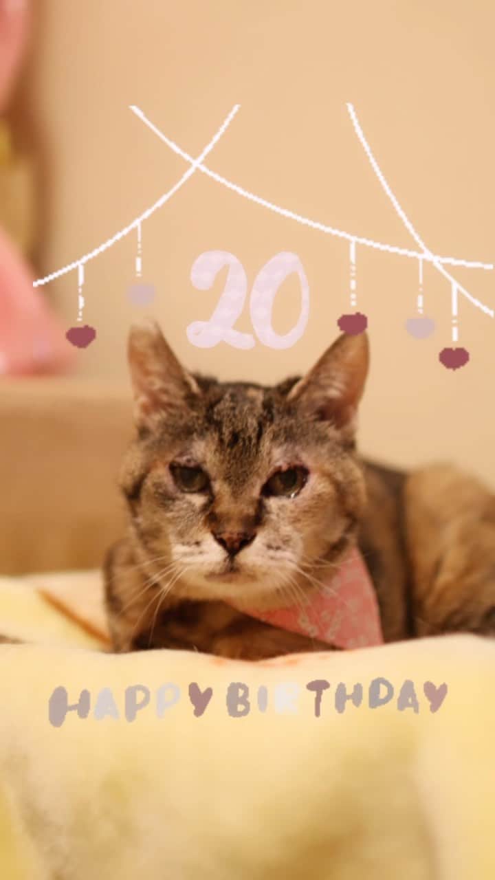 柴犬 けんしろう ゆりあのインスタグラム：「🐱🎂㊗️🎊  みなさーん🥺 健太くんの妹、ふぅちゃんが 20歳のお誕生日を迎えられました🐱🎂✨  2023.4.16 お誕生日当日🎂 この記念すべき日をご近所隊でお祝い🎉  20年前、生後間もないふぅちゃんは 母猫とはぐれ、側溝の中から出れずにいました😢 そんなふぅちゃんを健太くんが偶然見つけ 健太ママが側溝から拾い上げ 手のひらに大事に大事に包んで一緒にお家へ..🏡 そこから、健太くんとふぅちゃんの 兄妹の物語ははじまりました🐶🐱❤️  小さな小さなふぅちゃんが パパママ健太くんの大きな愛情を受け すくすく成長していく様子に、ただただ感動🥺😢  一緒に歩んできた20年という月日 本当に本当にすごいです✨  健太ママの健太くんへの、ふぅちゃんへの 深い深い愛情、心から尊敬しています🥺  けんふぅちゃんファミリーは ご近所隊の道標だといつも思ってます🙏❤️  ふぅちゃん❤️大好きなパパとママと お空から見守ってくれている健太お兄ちゃんと ゆっくりゆっくり幸せな日々を重ねていってね🐱❤️  ふぅちゃん❤️ 20歳のお誕生日本当に本当におめでとう🐱🎂✨ . . 楓ママ❤️ ふぅちゃんと健太ママにサプライズ 喜んでもらえてとってもうれしかったですね☺️❤️  ところでみなさん、 健太くんの祭壇の動画の中に隠れているふぅちゃん 見つけられましたかー？🐱🔎 あ、けんちゃんもお邪魔してます😆❤️  #happybirthday  #猫 #cat #20 #ご近所隊🐶」