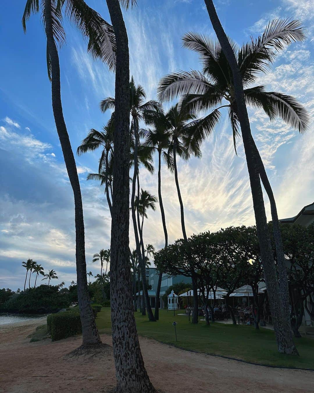 小梶恵莉さんのインスタグラム写真 - (小梶恵莉Instagram)「. ただいま日本🇯🇵🤍❗️  ついついとっちゃうヤシの木。 もうハワイの気候が恋しい🥹 さむぅ  #hawaii#ただいま日本 #kahalabeach」4月21日 22時26分 - eri3580