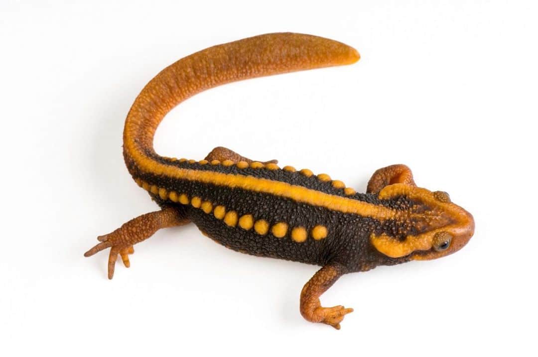 Joel Sartoreさんのインスタグラム写真 - (Joel SartoreInstagram)「Found only in the mountains of western Yunnan province in China, the emperor newt’s species name, shanjing, describes it perfectly. Derived from two Mandarin words, “shan” and “jing”, its name roughly translates to mountain spirit or demon. Like most newts, this species spends most of its time on land, only returning to aquatic areas like rice paddy fields or ponds during the breeding season. Photo taken @cheyennemountainzoo.   #newt #emperor #Mandarin #animal #wildlife #amphibian #photography #animalphotography #studioportrait #PhotoArk @insidenatgeo」4月21日 22時40分 - joelsartore