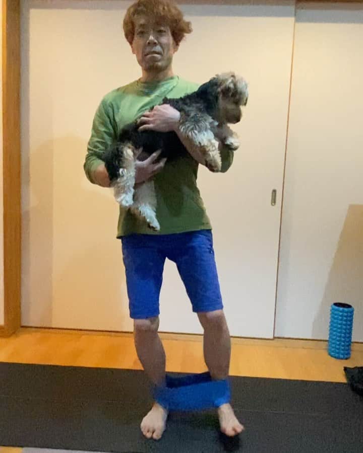 のインスタグラム：「. 最先端の福トレ😅 @fuku2022830  自宅トレーニング。最後のセットはメディシンボールを置いて。 ちょうど良い5,5kgの福を抱っこしながら✅ 癒されながら鍛えられる。最高です✨✨✨ #最新 #トレーニング #福トレ #癒し #training #enjoy #怪我防止 #成長 #可愛い #ヨークシャーテリア #7ヶ月」