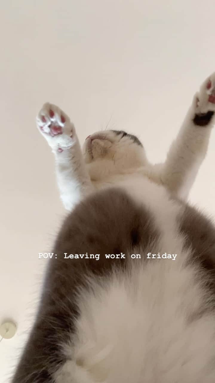 catinberlinのインスタグラム：「So, who’s dancing with me? Tag someone. 🤣 catinberlin.com  #catsofinstagram #cats #cat #catstagram  #fridaymood #friday #freitag #fridayvibes #katze #pets #petsofinstagram #animals #reel #reels #reelsinstagram #reelsvideo #lovecats」