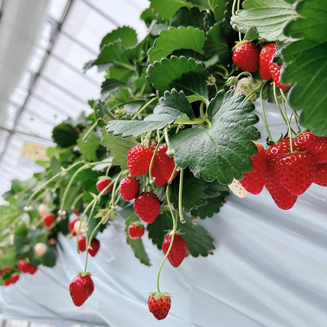 星沙織さんのインスタグラム写真 - (星沙織Instagram)「* * yummy！ yummy！ strawberry🍓🍓  ど平日に行ったので空いていて、ゆったりいちご狩り、最高でした♡⃛  コーヒーなどのドリンクもいただけて、毎日何かしらのイベントもやっているみたいです。  @strawberry___paradise   * *  #strawberry  #ストロベリー  #ストロベリーパラダイス   #いちご狩り  #いちご狩り🍓」4月21日 23時15分 - saaaaa0rin