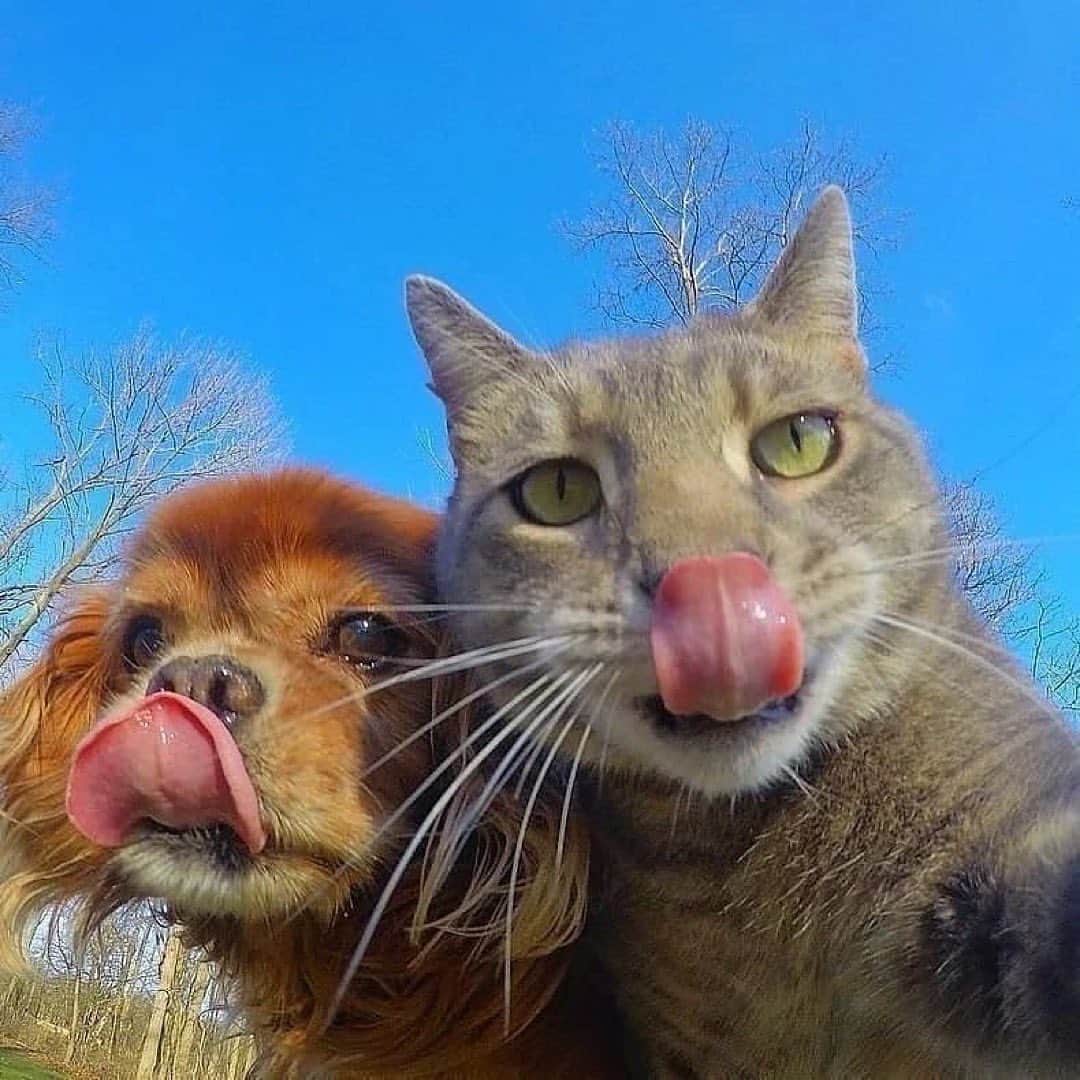 animalsさんのインスタグラム写真 - (animalsInstagram)「It's selfie time! 😸🤳 TAG someone who needs to  see this 💛 Photos by: @yoremahm」4月21日 23時16分 - babyanmlpics