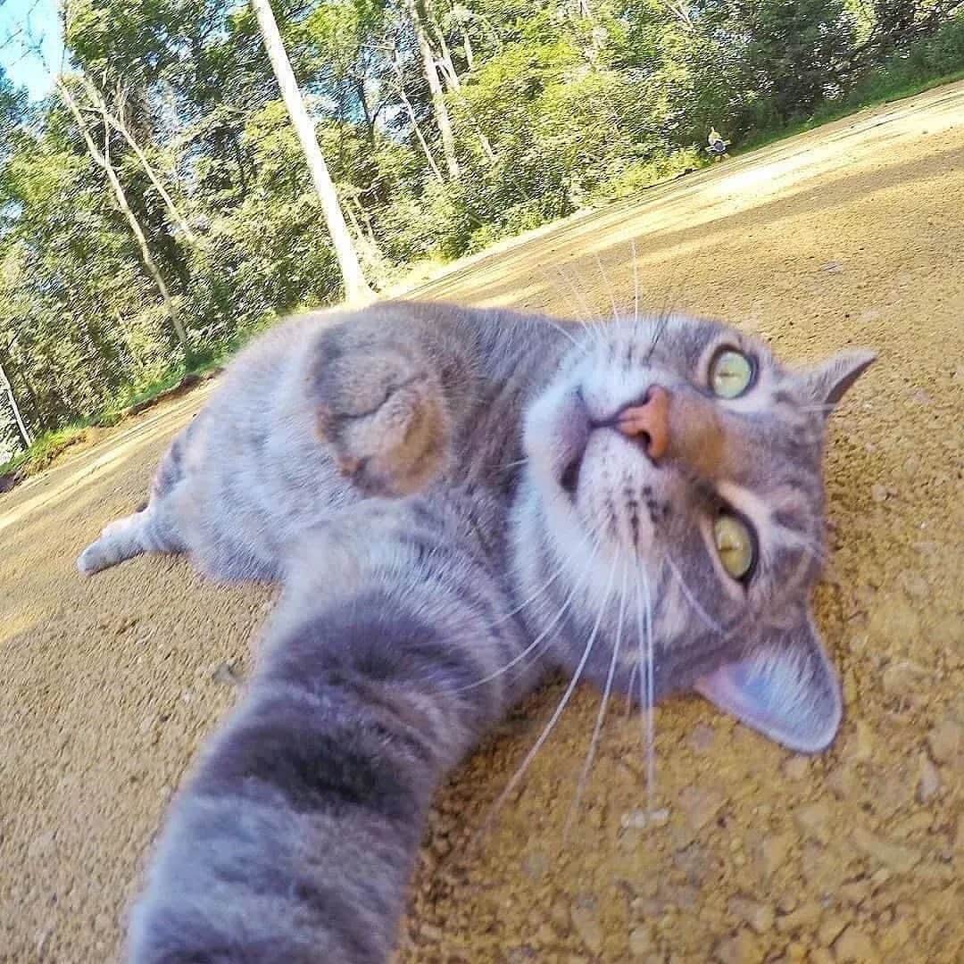 animalsさんのインスタグラム写真 - (animalsInstagram)「It's selfie time! 😸🤳 TAG someone who needs to  see this 💛 Photos by: @yoremahm」4月21日 23時16分 - babyanmlpics