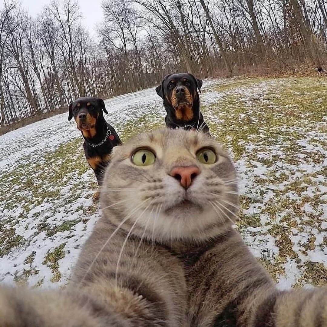 animalsのインスタグラム：「It's selfie time! 😸🤳 TAG someone who needs to  see this 💛 Photos by: @yoremahm」