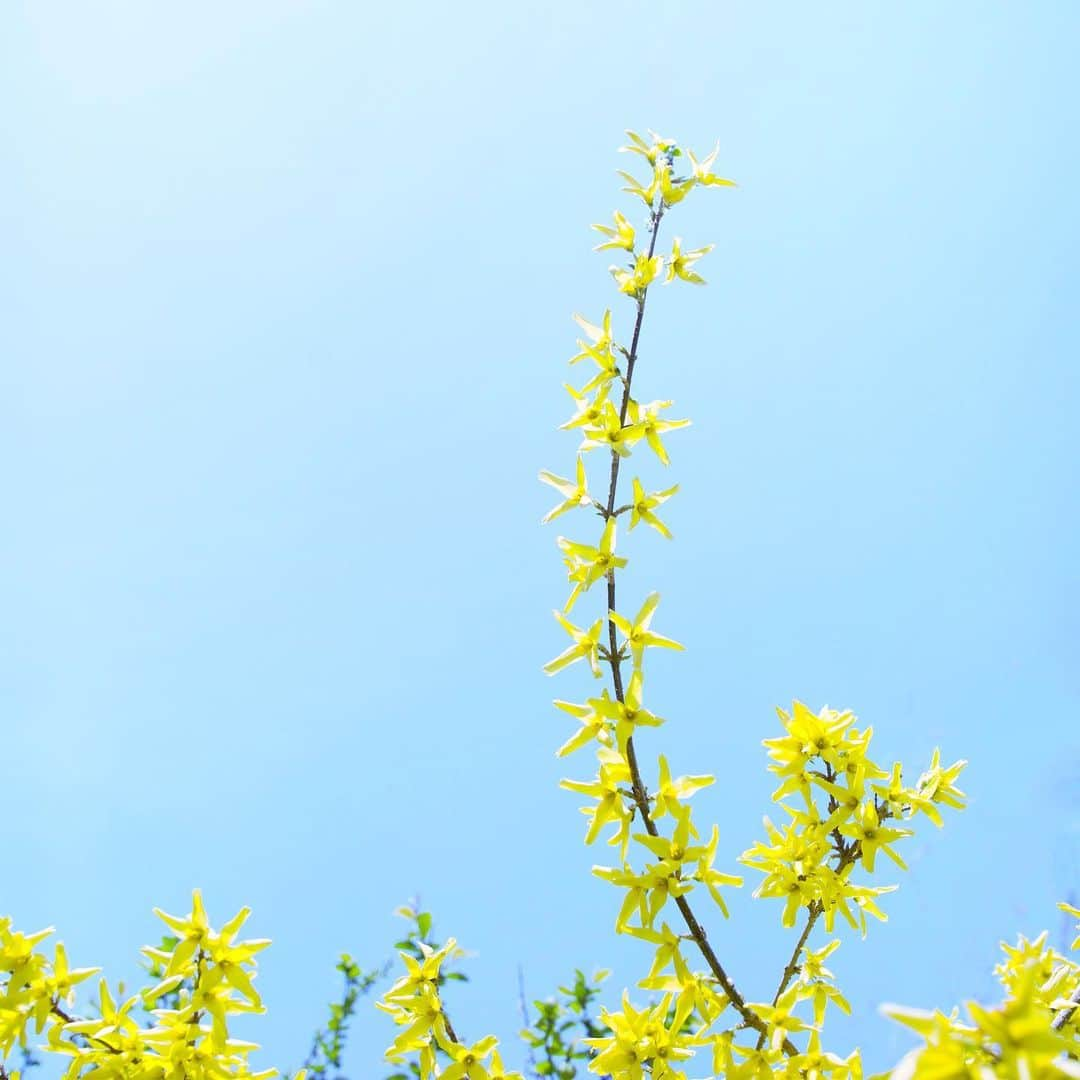 harumiさんのインスタグラム写真 - (harumiInstagram)「Happy weekend⭐️⭐️⭐️ Forsythia💛  #レンギョウ」4月21日 23時34分 - harumirumiru