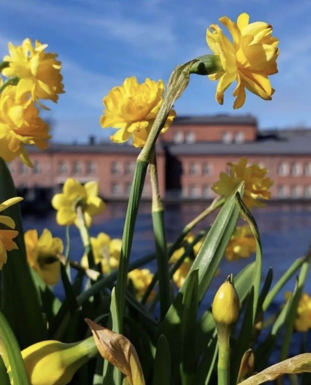 フィンランド政府観光局のインスタグラム：「今年もタンペレにラッパスイセンの季節がやってきました。💛☀💛 ． 📸 @tamperekaupunki Kiitos! 🙏  #visitfinland #ourfinland #visitfinlandjp #finland #北欧旅行 #travelgram #フィンランド #フィンランド政府観光局 #北欧 #travel #instatravel #travel #travelgram #travelling #traveler #旅したくなるフォト #旅行 #旅 #海外旅行 #travelphotograpy #旅行大好き #旅行好き #旅スタグラム #旅好き #ヨーロッパ旅行 #旅に出たい #トラベル #visittampere #タンペレ #春 #花  @visittampereofficial」