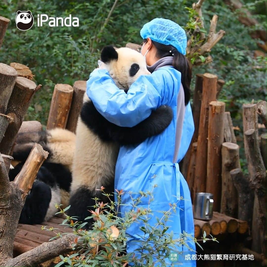 iPandaのインスタグラム