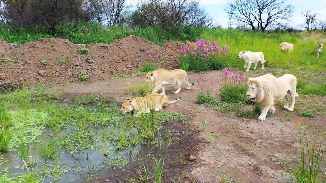 のインスタグラム：「Rain or shine, these lions love to walk. Today we’ve got a fabulous compilation of Thor’s pride, on walks over the past three years. It's amazing to see just how fluid our relationships have become. Not just myself and the lions, but between the lions themselves. If you enjoy today’s video, please let us know in the comments, we have such wonderful footage from over the years that we’d love to share if you enjoy this. For the full video on #LionWhispererTV click the komi link in my bio, or click through on today's story.   #lion #walk #wildlife」