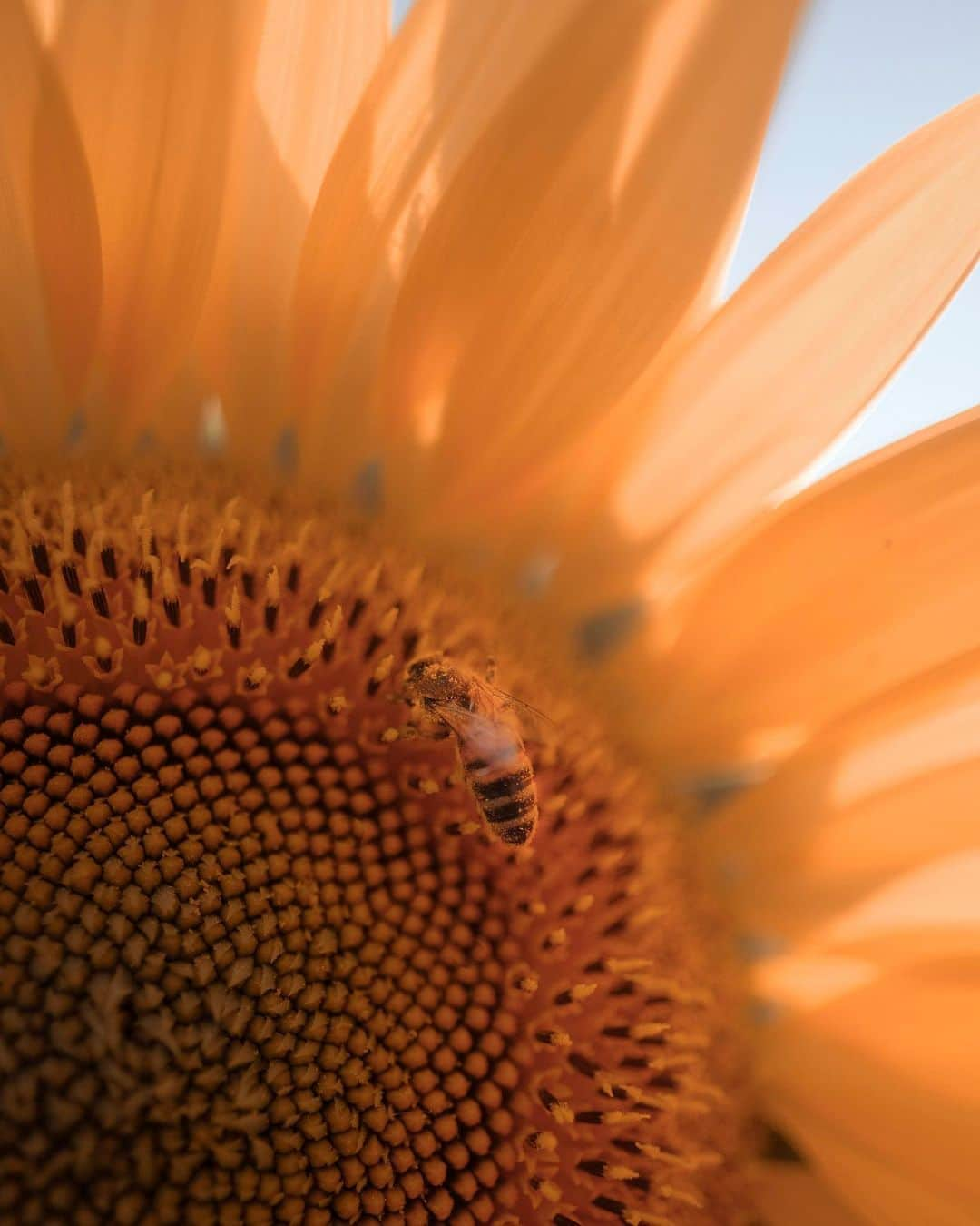 Fujifilm UKのインスタグラム：「Who else is counting down the months until sunflower season? 🌻   Let us know your favourite flower to photograph below 👇  📸: @ilgrandeforse  #FUJIFILMXT3 XF16mmF1.4 R WR f/1.4, ISO 400, 1/1667 sec.」