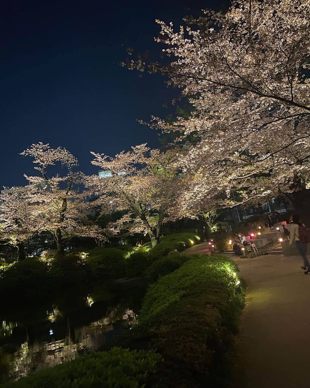 伊沢千夏さんのインスタグラム写真 - (伊沢千夏Instagram)「桜の思い出〜🌸 今年もたくさんお花見しましたわ🌸日本には素敵なところがいっぱいありますね🤭✨」4月22日 0時47分 - izawachinatsuofficial