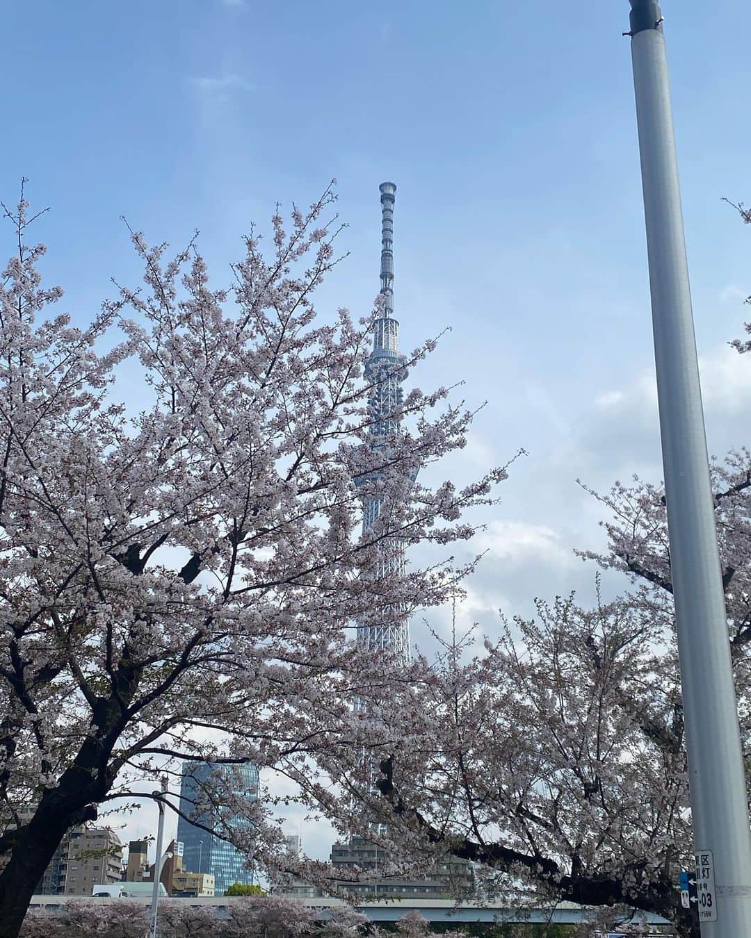 伊沢千夏さんのインスタグラム写真 - (伊沢千夏Instagram)「桜の思い出〜🌸 今年もたくさんお花見しましたわ🌸日本には素敵なところがいっぱいありますね🤭✨」4月22日 0時47分 - izawachinatsuofficial