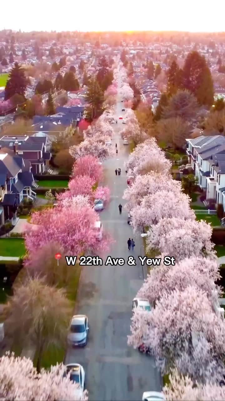 Explore Canadaのインスタグラム：「🌸 Have you seen any cherry blossoms yet this year? Check out some of the best places to spot these seasonal beauties in Vancouver!   📷: @tampss 📍: @destination_vancouver, @hellobc   #VeryVancouver #ExploreBC   [Video description: Bright pink cherry blossom flowers, text on screen reads “Best places to see cherry blossoms in and around Vancouver, part 1”. A compilation of videos of parks and green spaces full of bright pink cherry blossoms flowers. Text on screen lists the locations, “Garry Point Park, W 22th Ave & Yew St, David Lam Park, Japanese Canadian War Memorial, Central Park - Burnaby.”]」