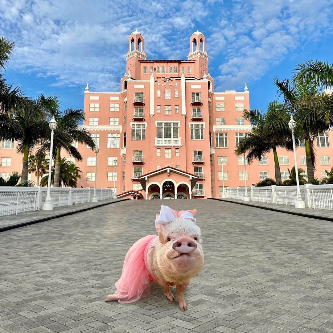 Priscilla and Poppletonのインスタグラム：「Just call me Princess Priss! I found a piggy pink palace in St. Pete fit for a prissy pig. However, there’s no place like home with my farmily.🐷💗🏰 #stpete #doncesar #prissypig #PrissyandPop」