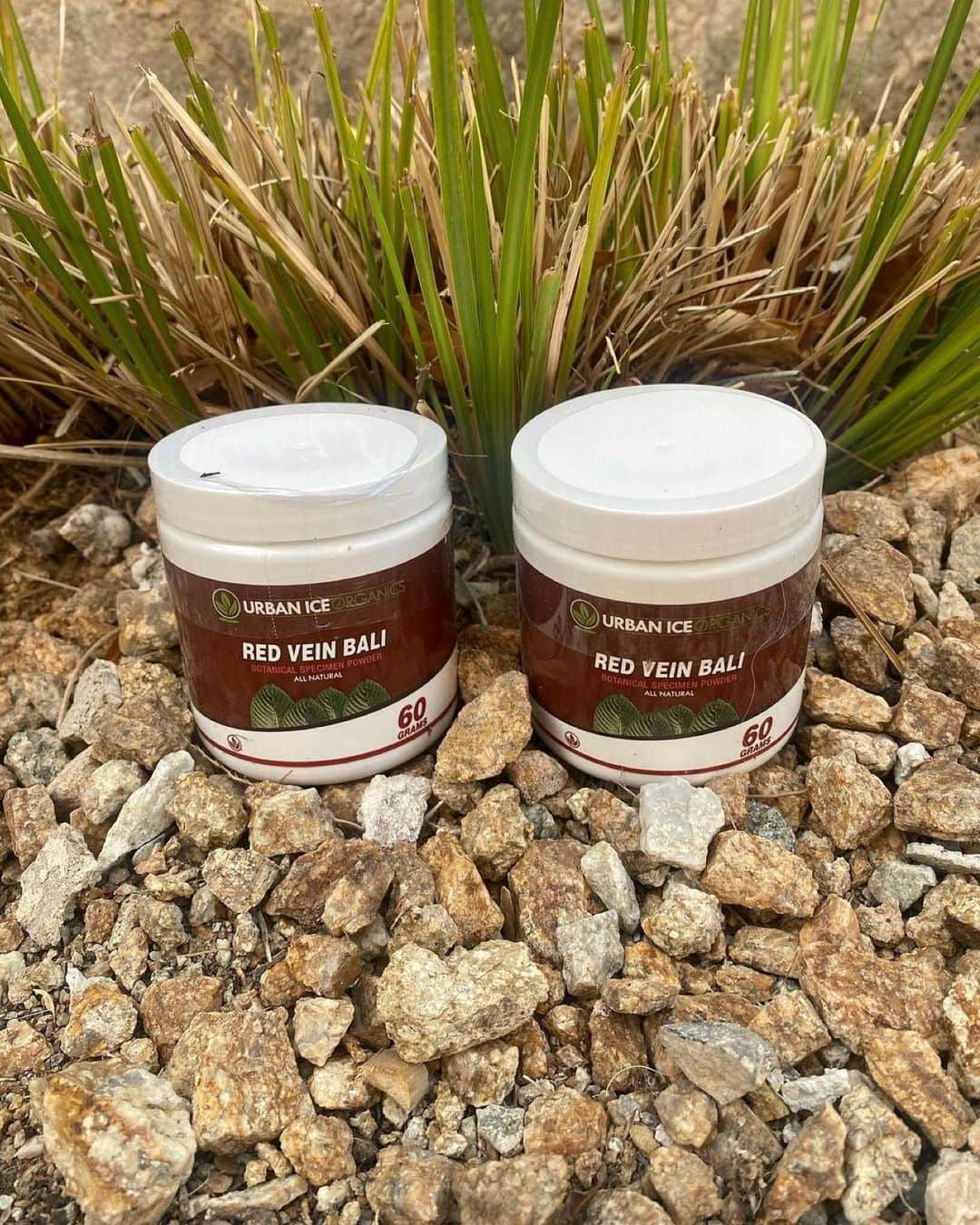 Hidetada Yamagishiさんのインスタグラム写真 - (Hidetada YamagishiInstagram)「Great product for pain relief! @urbanicebotanicals BOGO!!! Are you feeling pain, anxiety or looking for immediate  determination and focus look no further!!  BOGO! Double the Joy with Red Vein Bali: Buy One, Get One Free for Two Days Only! 4/21-4/22  Grab yours while available on the website. ⬇️⬇️⬇️ www.Urbanicebotanicals.com  Disclaimer: 🔞🔞 Keep out of reach of children. These products are only for adults 21 years of age and older. Use with caution.  Consult a physician prior to use.   #gym #fitness #bodybuilding #fit #workout #fitnessmotivation #motivation #gymmotivation #gymlife #lifestyle #instagood #training #fitfam #muscle #love #personaltrainer #healthylifestyle #health #instagram #healthy #model #fitnessmodel #sport #exercise #photography #fashion #weightloss #follow #like」4月22日 1時37分 - hideyamagishi