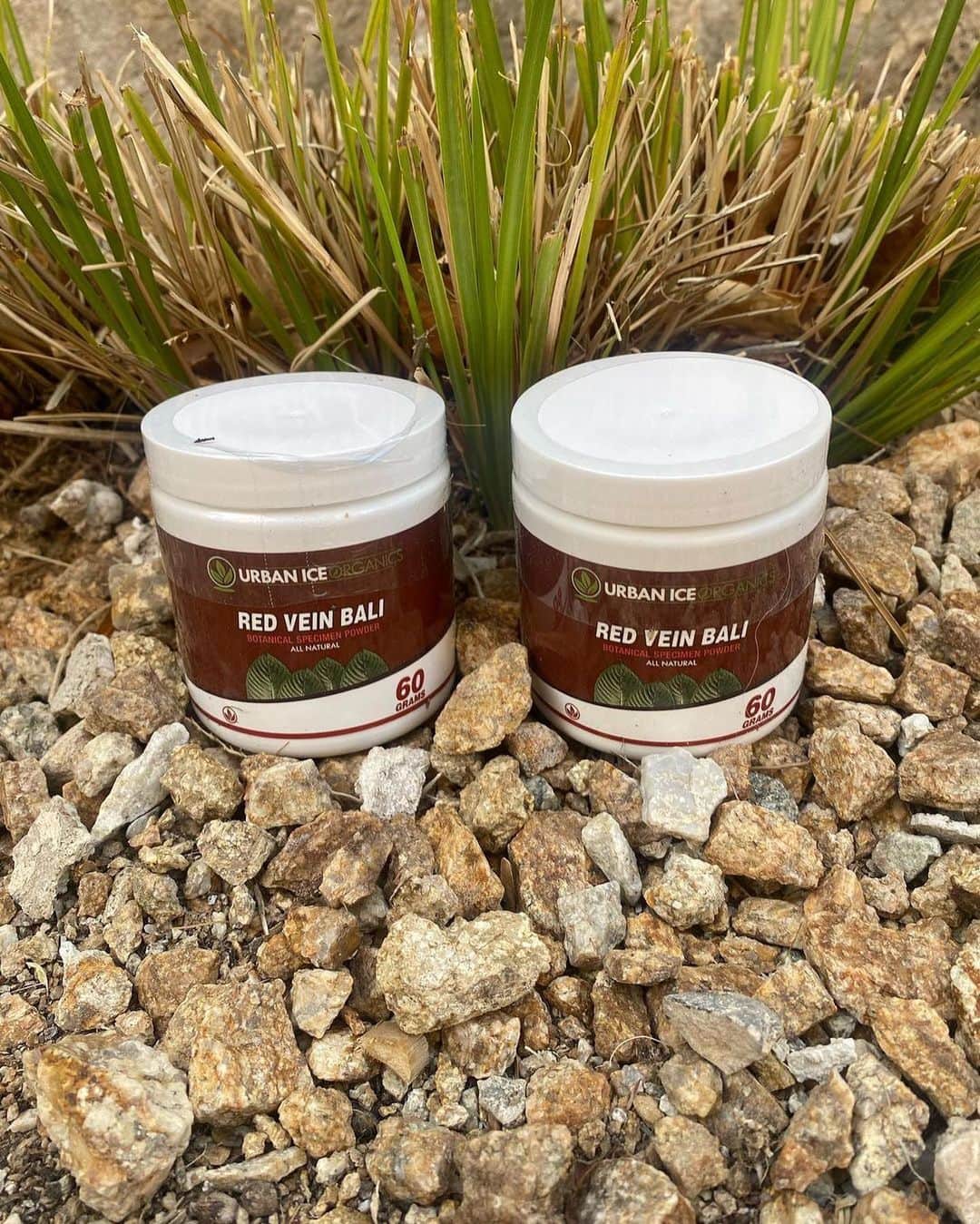 Hidetada Yamagishiさんのインスタグラム写真 - (Hidetada YamagishiInstagram)「Great product for pain relief! @urbanicebotanicals BOGO!!! Are you feeling pain, anxiety or looking for immediate  determination and focus look no further!!  BOGO! Double the Joy with Red Vein Bali: Buy One, Get One Free for Two Days Only! 4/21-4/22  Grab yours while available on the website. ⬇️⬇️⬇️ www.Urbanicebotanicals.com  Disclaimer: 🔞🔞 Keep out of reach of children. These products are only for adults 21 years of age and older. Use with caution.  Consult a physician prior to use.   #gym #fitness #bodybuilding #fit #workout #fitnessmotivation #motivation #gymmotivation #gymlife #lifestyle #instagood #training #fitfam #muscle #love #personaltrainer #healthylifestyle #health #instagram #healthy #model #fitnessmodel #sport #exercise #photography #fashion #weightloss #follow #like」4月22日 1時37分 - hideyamagishi