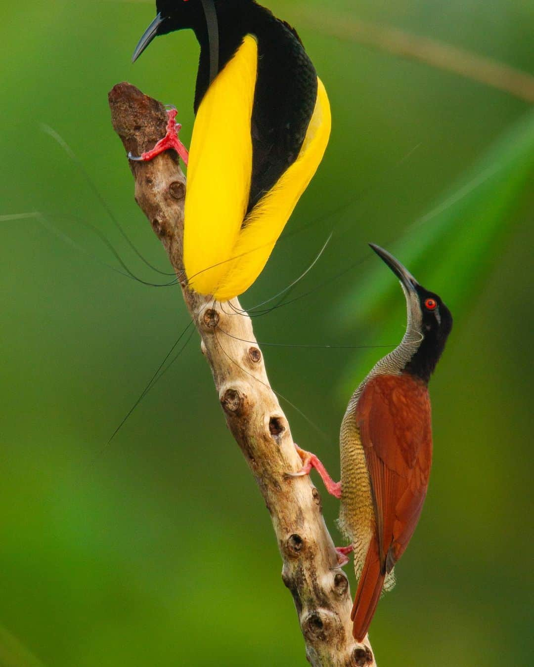 Tim Lamanのインスタグラム：「Photo by @TimLaman. “The Twelve-wire Touch”, is one of the newest additions to my fine art print story for all you Birds-of-Paradise fans out there.  Did you know that those twelve wires emanating from the backside of a male Twelve-wired Bird-of-Paradise are actually used to brush the female with during courtship?  When the female approaches the male closely on his display pole, he actually spins around and brushes her with them, as you can see in this image that captured the moment.  Swipe to see the video.  Visit www.timlamanfineart.com (or link in bio) to see the print options, on sale now!  #twelvewirdbirdofparadise #birdsofparadise #birds #birdphotography #birdsofinstagram #papua #indonesia」