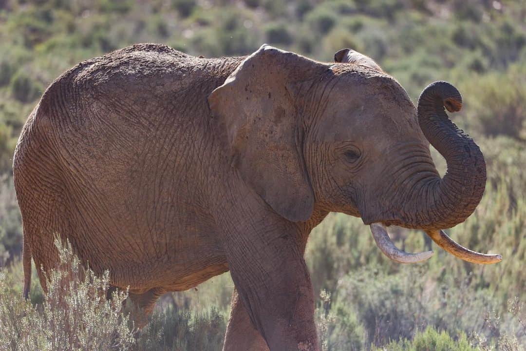 ルート・ゾフィア・シュペルマイヤーさんのインスタグラム写真 - (ルート・ゾフィア・シュペルマイヤーInstagram)「Back home for a week and already missing precious South Africa so much! 🇿🇦♥️ Lost my heart to you - again! #trainingcamp #luckyme #thankful #runningmotivation」4月22日 2時08分 - 400mruth