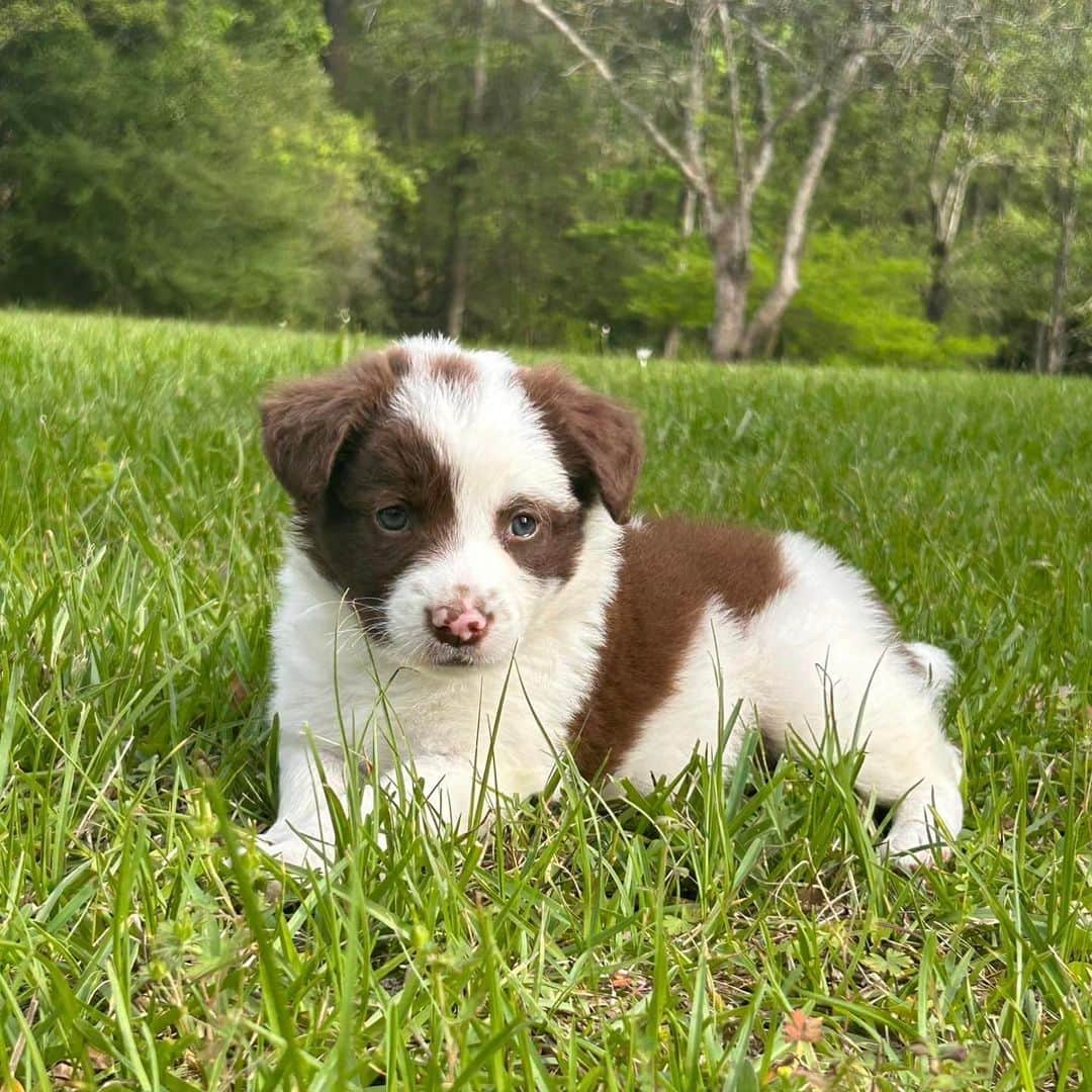 DogsOf Instagramさんのインスタグラム写真 - (DogsOf InstagramInstagram)「Meet Gunther and Luke ❤️‍🩹 This story doesn’t start off pretty. Due to the sensitive nature of their story, we’ll just leave it at this — no animal or person or living being should be subjected to cruelty of any kind, and we especially condemn sexual crimes. We can say this: abusers are being held accountable. Learn more & help support Gunther and Luke, two extraordinary dogs who are overcoming and healing from the worst of humanity though our Giveback program in our bio ✨   The trauma inflicted on Luke and Gunther is beyond comprehension. Thank you to @welovecuddly and local rescues in Mississippi for allowing us to help be part of this rescue story! Even just $5 is a HUGE contribution to this recovery mission 🤍  . . .  #giveback #rescuedogs #supportanimalrescue #supportdogrescue #petphilanthropy #philanthropy」4月22日 2時18分 - dogsofinstagram