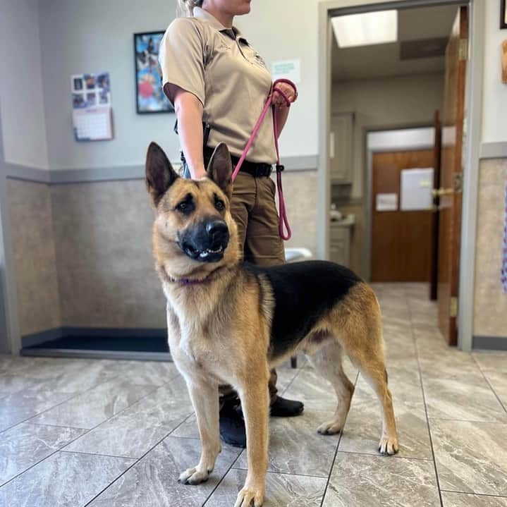 DogsOf Instagramさんのインスタグラム写真 - (DogsOf InstagramInstagram)「Meet Gunther and Luke ❤️‍🩹 This story doesn’t start off pretty. Due to the sensitive nature of their story, we’ll just leave it at this — no animal or person or living being should be subjected to cruelty of any kind, and we especially condemn sexual crimes. We can say this: abusers are being held accountable. Learn more & help support Gunther and Luke, two extraordinary dogs who are overcoming and healing from the worst of humanity though our Giveback program in our bio ✨   The trauma inflicted on Luke and Gunther is beyond comprehension. Thank you to @welovecuddly and local rescues in Mississippi for allowing us to help be part of this rescue story! Even just $5 is a HUGE contribution to this recovery mission 🤍  . . .  #giveback #rescuedogs #supportanimalrescue #supportdogrescue #petphilanthropy #philanthropy」4月22日 2時18分 - dogsofinstagram