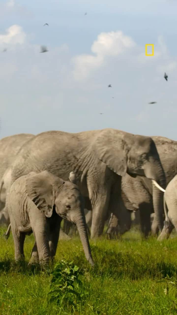 ナタリー・ポートマンのインスタグラム：「I loved narrating #SecretsOfTheElephants, a look at how we’re all connected, how elephants are more like us than we think — premiering TN 9/8c @natgeotv, streaming on #EarthDay 4/22 @disneyplus.」