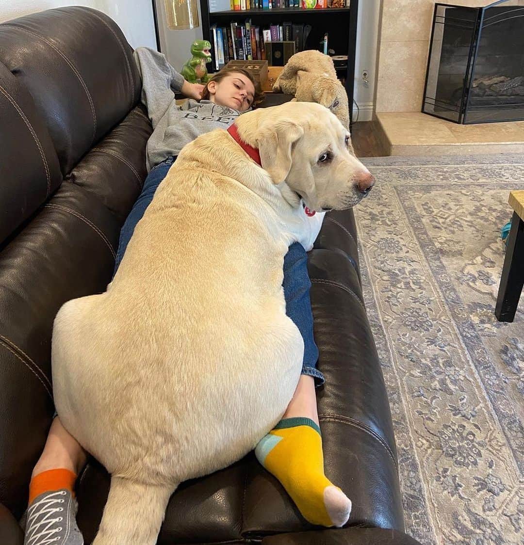 World of Labradors!さんのインスタグラム写真 - (World of Labradors!Instagram)「“I’m definitely a lap dog.” - Mike @mike_the_english_lab」4月22日 4時13分 - worldoflabs