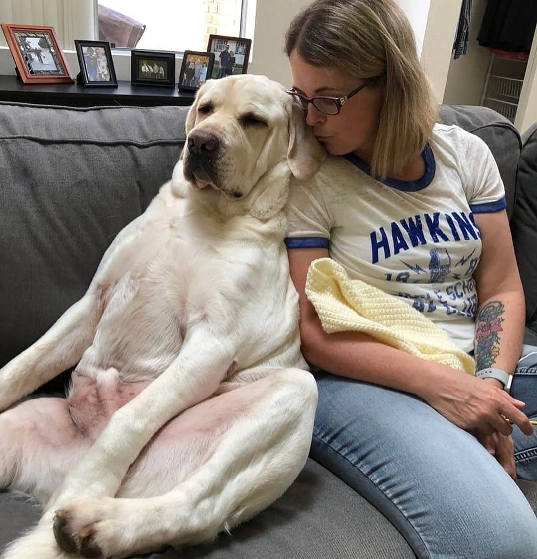 World of Labradors!さんのインスタグラム写真 - (World of Labradors!Instagram)「“I’m definitely a lap dog.” - Mike @mike_the_english_lab」4月22日 4時13分 - worldoflabs