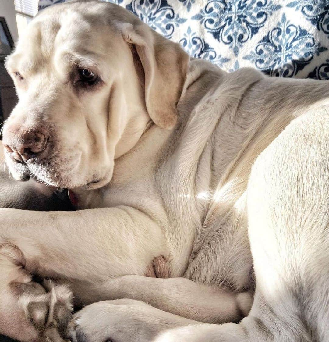 World of Labradors!さんのインスタグラム写真 - (World of Labradors!Instagram)「“I’m definitely a lap dog.” - Mike @mike_the_english_lab」4月22日 4時13分 - worldoflabs