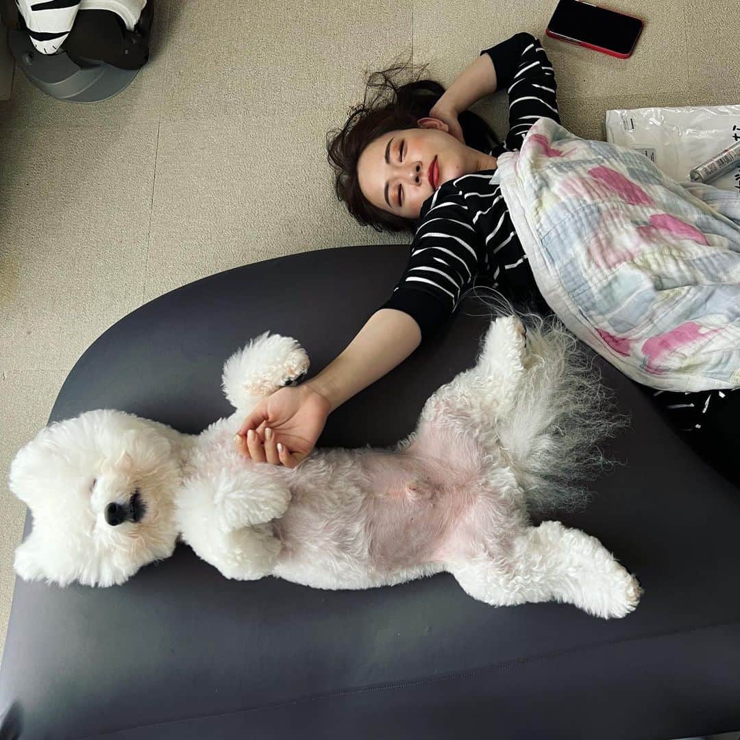 関根理紗のインスタグラム：「先日のおひるね🐶😴  #仰向けだとポメラニアン　#クッションを譲れ　#飼い主より地位の高い犬」