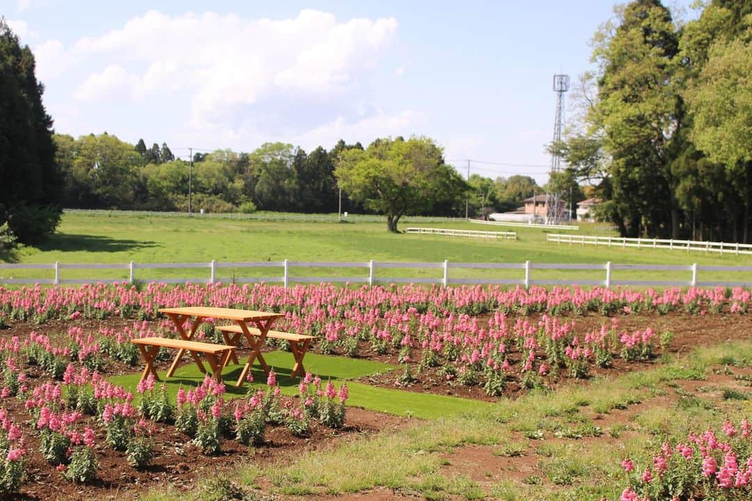 成田ゆめ牧場さんのインスタグラム写真 - (成田ゆめ牧場Instagram)「本日は、4(よい)22(夫婦)の日です。  成田ゆめ牧場でまったりのんびりデートはいかがでしょうか💕？  只今ピンクが可愛いキンギョソウのお花畑が見頃を迎えています。 お花畑の中でアイスを食べながらゆっくりデートをお楽しみください🥰  #成田ゆめ牧場 #良い夫婦の日 #デート #おでかけ #花畑 #キンギョソウ」4月22日 14時00分 - yumebokujo