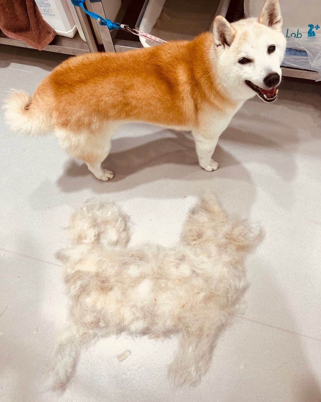 タカのインスタグラム