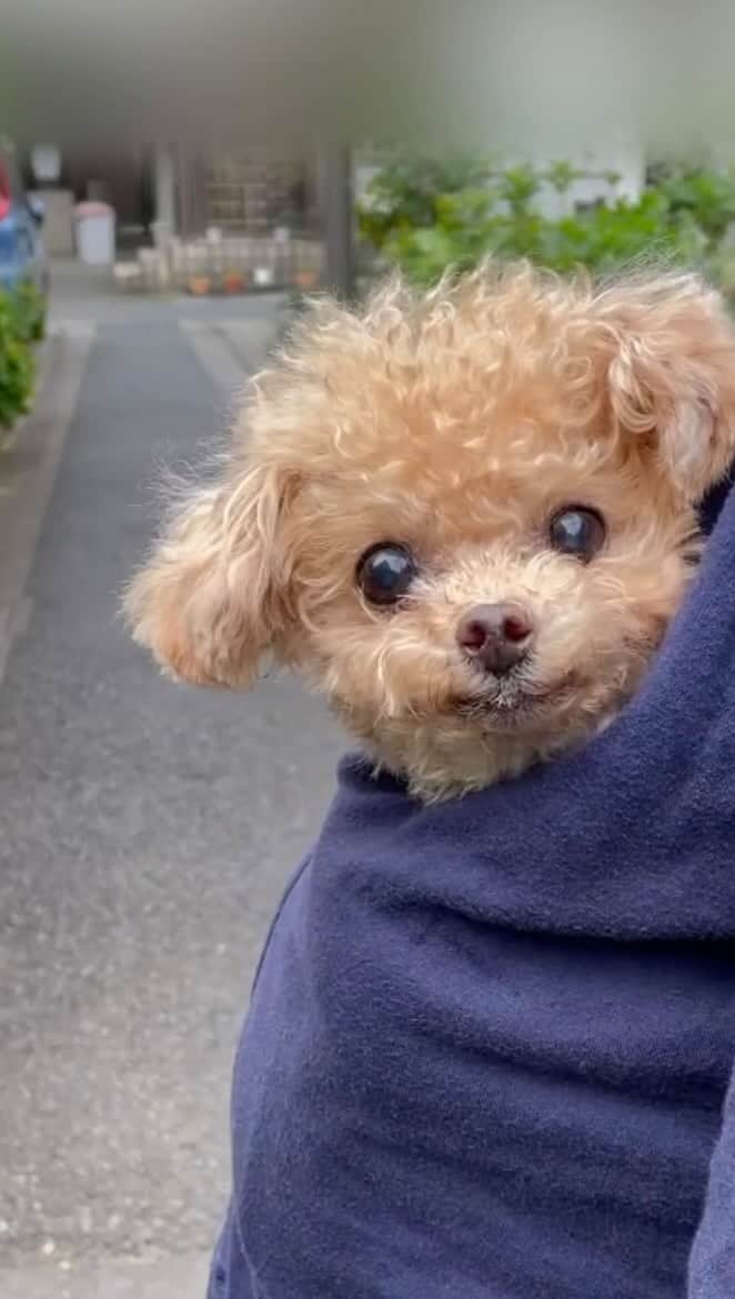 ふわのインスタグラム：「ワタシの推しです♡笑 推しを連れて近所のお買い物。  #toypoodle#toypoodlegram#dogsofinstagram#instadog#doglover#doglife#cutedog#dog#fuwamama#ふわ#トイプードル#ふわもこ部#犬バカ部#親バカ部#犬のいる暮らし#いぬすたぐらむ#推し」