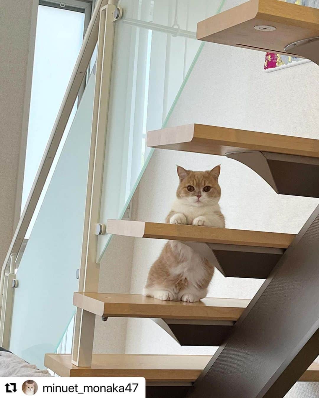 のインスタグラム：「#Repost @minuet_monaka47 さんのもなかちゃん。  家族を観察中。  全部可愛いけど、 内股なところが萌ポイント😍  ハッシュタグ #いぬのきもち #ねこのきもち に投稿いただいた可愛い写真をご紹介しています！ 「いぬのきもちWEB　MAGAZINE」、「ねこのきもちWEB MAGAZINE」でもご紹介させていただくことも！  -------------------  .  #ねこ #猫  #ねこすたぐらむ #ねこのきもち #ねこ好き #ねこと暮らす #ねこ好きさんと繋がりたい #猫好きな人と繋がりたい #猫がいる生活 #猫と暮らす#猫好き #cat #catstagram #catsofinstagram #cats_of_instagram  #ミヌエット」