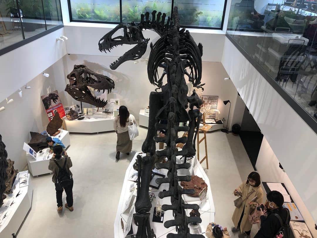 【公式】東京コミュニケーションアート専門学校ECOさんのインスタグラム写真 - (【公式】東京コミュニケーションアート専門学校ECOInstagram)「化石のマーケット🦕🪨 DINOSAUR  MUSEUMで開催中‼️ 明日までやってます！ぜひご家族そろってお越しください。 #tcaeco #tca東京eco動物海洋専門学校 #dinosaurmuseum #恐竜 #化石 #化石のマーケット#葛西 #西葛西」4月22日 14時50分 - tca_eco