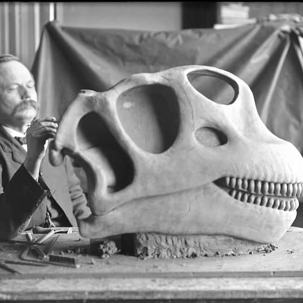 アメリカ自然史博物館のインスタグラム：「Heads up… it’s Fossil Friday! 🦕 The Museum's Apatosaurus, collected in the late 1890s, was the first sauropod ever mounted. But did you know that for years, this mighty dinosaur was displayed with the wrong skull? Using incomplete remains, scientists speculated that Apatosaurus was closely related to another sauropod: Camarasaurus. As a result, a similar skull to Camarasaurus was sculpted and placed atop Apatosaurus’ body (pictured), where it remained for decades. As new research emerged, this reconstruction was updated. To this day, only one Apatosaurus has ever been found with its skull attached!   Image no. 45615 © AMNH Library #paleontology #fossilfriday #dinosaur #dinosaurs #fossils #naturalhistory #amnh」