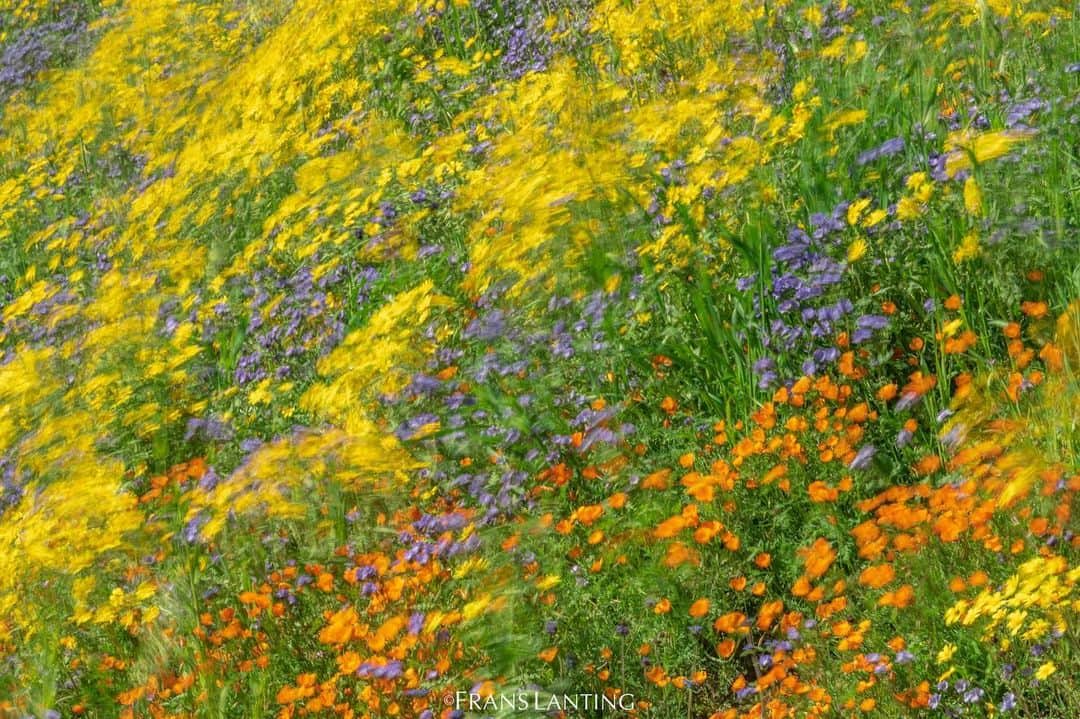 thephotosocietyさんのインスタグラム写真 - (thephotosocietyInstagram)「Photos by @FransLanting  A superbloom of wildflowers is rolling across California. It turns entire hillsides into a painter’s pallet with oranges, yellows, and purples. The colors may seem hard to believe if you’ve never seen a superbloom with your own eyes, but they are real. If you have a chance, go to one of our amazing state or county parks and indulge in the flowers when you can.   We are hosting a superbloom wildflower photography workshop in Monterey timed with the peak of local blooms. Go to the link in my bio for more details. And follow us @FransLanting and @ChristineEckstrom for more images from our living planet.  #California #wildflowers #superbloom #spring #naturelover #nature #photography」4月22日 6時28分 - thephotosociety