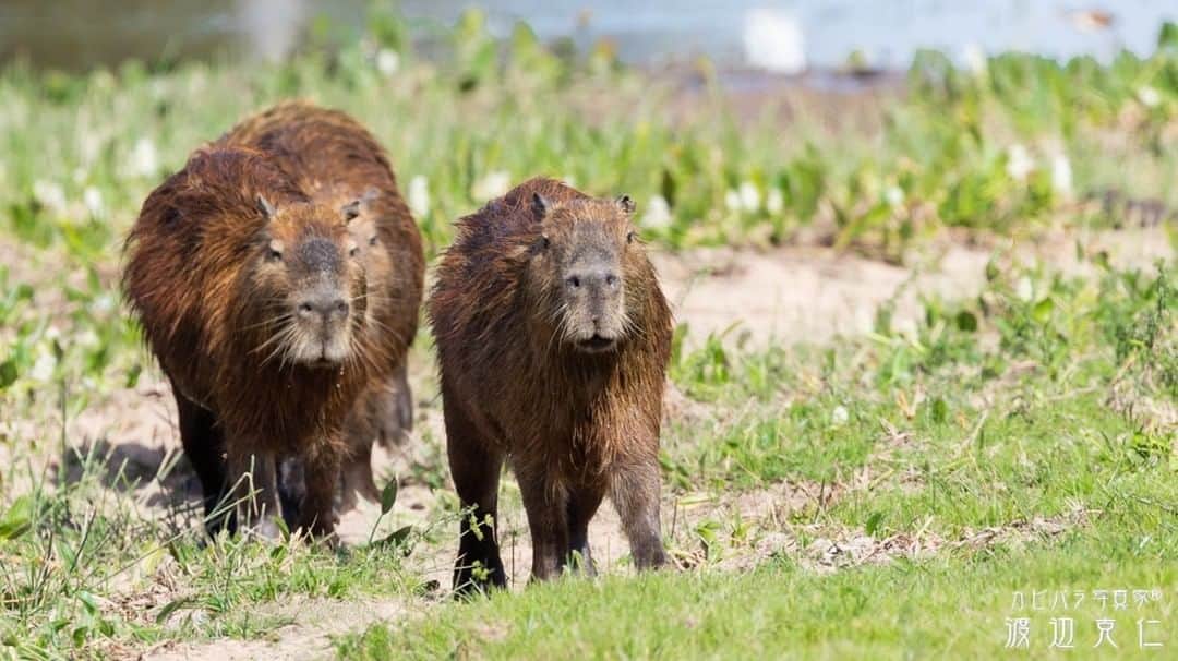 渡辺克仁さんのインスタグラム写真 - (渡辺克仁Instagram)「おはようございます。  #カピバラ #水豚 #capybara #おはよう #パンタナール #野生のカピバラを撮影にブラジルに」4月22日 7時00分 - katsuhito.watanabe