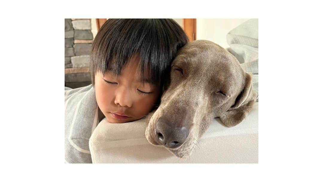 あやこのインスタグラム：「＊ これ以上の癒しを私は知らない👦🤍🐶 . 塩揉みキャベツが馴染むまで わんこを寝かしつけ？ いえいえ自分もお昼寝です . 帰宅から空手までの穏やかな時間 宿題？あとあと！花まるです💮 . . . 今日の動画は音声付き🕊 個人的には「もうちょっと〰︎🤏」がたまりません 食べたい気持ちが時計の勉強になるとは🤍 . . . #小1 #小1男子 #料理男子 #こどもごはん #ごはん記録  #台所育児 #台所風景 #台所仕事 #台所が好き  #4きょうだい #末っ子#手作りおやつ #野菜が好き  #家族の時間 #整う暮らし #こどものいる暮らし  #犬好きな人と繋がりたい #わんこのいる生活 #わんこ部  #ワイマラナー #wimaraner #大型犬 #大型犬のいる生活  .」