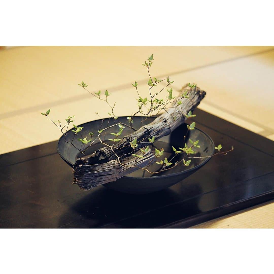 のインスタグラム：「#伊藤環 #錆銀彩コンタクト大鉢 #挿花月草にしやまゆいこ  花のうつわー穀雨の頃にー 本日も @hanatokajitu  ゆいこさん在廊です✨  素晴らしい作品そして挿花。 うつわとお花の共演、是非この機会にご覧ください。」