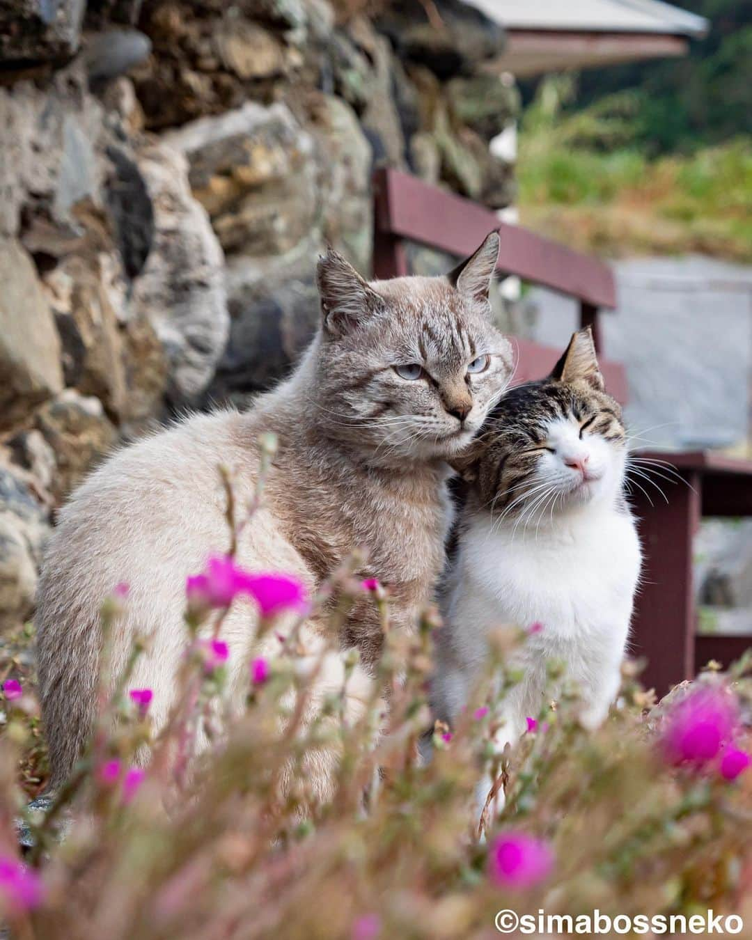 simabossnekoさんのインスタグラム写真 - (simabossnekoInstagram)「・ キス猫 すりすり、ぎゅっ、と。 “Kiss and Cuddle cats“ Swipeしてね←←←🐾  写真は全て『キス猫』より抜粋 All photos are excerpts from the photo book “Kiss and Cuddle cats“ ・ ・ 〜お知らせ〜 再び重版出来！『キス猫 すりすり、ぎゅっ、と。』 写真集は、Amazon他オンライン書店、本屋さんにて、ただいま好評発売中です。  ★simabossnekoのサイン入り本は、minneとメルカリshopsにて❣️ ◎新作写真集『島にゃんこ』も発売中です♪  どちらもお気に入りの一冊になれば嬉しく思います☺️  販売各ショップへは @simabossneko もしくは @p_nyanco22 のプロフィールURLよりご覧いただけます。  もしくはminne、メルカリShops内にて "simabossneko's shop"と検索ください🔎 ・ ・ 【Notice】 Available now! Photobook "Kiss and Cuddle cats (Kiss neko surisuri gyutto)"  The book is authored by @simabossneko  There are lots of wonderful photos of island cats✨  ◆The autographed book is available now at “minne simabossneko's shop“.  Please make a purchasing for this opportunity 😸🐾 The product page can be seen from the URL in the profile of @simabossneko or @p_nyanco22   ★Amazon Japan https://www.amazon.co.jp/dp/4847098927/  ★simabossneko's shop URL https://minne.com/＠simabossneko  It is possible to purchase and ship from Taiwan, Hong Kong, the USA, Korea, etc. ※ Shipping fee will be charged separately. ・ ・ #しまねこ #島猫 #ねこ #にゃんすたぐらむ #猫写真 #cats_of_world #catloversclub #pleasantcats #catstagram #meowed #ig_japan #lumixg9」4月22日 8時56分 - simabossneko