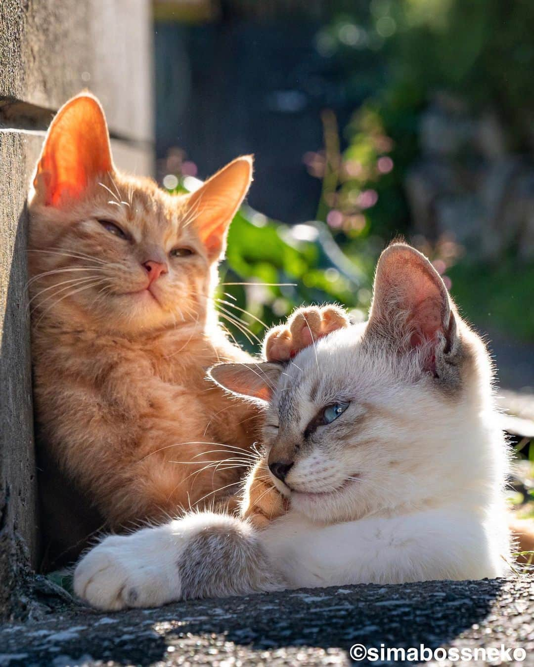 simabossnekoさんのインスタグラム写真 - (simabossnekoInstagram)「・ キス猫 すりすり、ぎゅっ、と。 “Kiss and Cuddle cats“ Swipeしてね←←←🐾  写真は全て『キス猫』より抜粋 All photos are excerpts from the photo book “Kiss and Cuddle cats“ ・ ・ 〜お知らせ〜 再び重版出来！『キス猫 すりすり、ぎゅっ、と。』 写真集は、Amazon他オンライン書店、本屋さんにて、ただいま好評発売中です。  ★simabossnekoのサイン入り本は、minneとメルカリshopsにて❣️ ◎新作写真集『島にゃんこ』も発売中です♪  どちらもお気に入りの一冊になれば嬉しく思います☺️  販売各ショップへは @simabossneko もしくは @p_nyanco22 のプロフィールURLよりご覧いただけます。  もしくはminne、メルカリShops内にて "simabossneko's shop"と検索ください🔎 ・ ・ 【Notice】 Available now! Photobook "Kiss and Cuddle cats (Kiss neko surisuri gyutto)"  The book is authored by @simabossneko  There are lots of wonderful photos of island cats✨  ◆The autographed book is available now at “minne simabossneko's shop“.  Please make a purchasing for this opportunity 😸🐾 The product page can be seen from the URL in the profile of @simabossneko or @p_nyanco22   ★Amazon Japan https://www.amazon.co.jp/dp/4847098927/  ★simabossneko's shop URL https://minne.com/＠simabossneko  It is possible to purchase and ship from Taiwan, Hong Kong, the USA, Korea, etc. ※ Shipping fee will be charged separately. ・ ・ #しまねこ #島猫 #ねこ #にゃんすたぐらむ #猫写真 #cats_of_world #catloversclub #pleasantcats #catstagram #meowed #ig_japan #lumixg9」4月22日 8時56分 - simabossneko