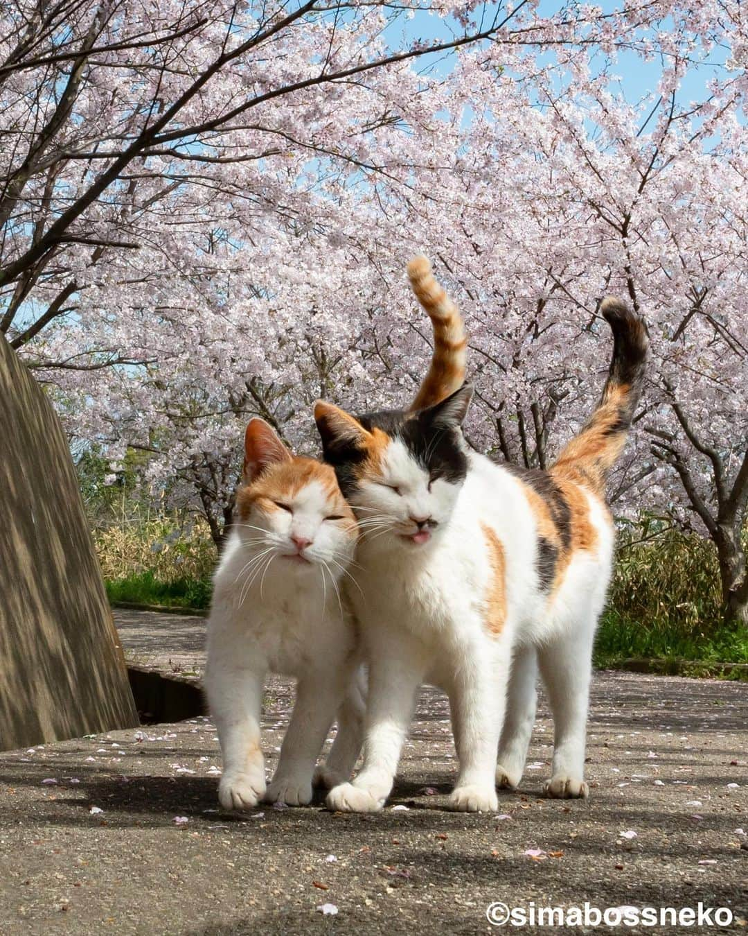 simabossnekoさんのインスタグラム写真 - (simabossnekoInstagram)「・ キス猫 すりすり、ぎゅっ、と。 “Kiss and Cuddle cats“ Swipeしてね←←←🐾  写真は全て『キス猫』より抜粋 All photos are excerpts from the photo book “Kiss and Cuddle cats“ ・ ・ 〜お知らせ〜 再び重版出来！『キス猫 すりすり、ぎゅっ、と。』 写真集は、Amazon他オンライン書店、本屋さんにて、ただいま好評発売中です。  ★simabossnekoのサイン入り本は、minneとメルカリshopsにて❣️ ◎新作写真集『島にゃんこ』も発売中です♪  どちらもお気に入りの一冊になれば嬉しく思います☺️  販売各ショップへは @simabossneko もしくは @p_nyanco22 のプロフィールURLよりご覧いただけます。  もしくはminne、メルカリShops内にて "simabossneko's shop"と検索ください🔎 ・ ・ 【Notice】 Available now! Photobook "Kiss and Cuddle cats (Kiss neko surisuri gyutto)"  The book is authored by @simabossneko  There are lots of wonderful photos of island cats✨  ◆The autographed book is available now at “minne simabossneko's shop“.  Please make a purchasing for this opportunity 😸🐾 The product page can be seen from the URL in the profile of @simabossneko or @p_nyanco22   ★Amazon Japan https://www.amazon.co.jp/dp/4847098927/  ★simabossneko's shop URL https://minne.com/＠simabossneko  It is possible to purchase and ship from Taiwan, Hong Kong, the USA, Korea, etc. ※ Shipping fee will be charged separately. ・ ・ #しまねこ #島猫 #ねこ #にゃんすたぐらむ #猫写真 #cats_of_world #catloversclub #pleasantcats #catstagram #meowed #ig_japan #lumixg9」4月22日 8時56分 - simabossneko