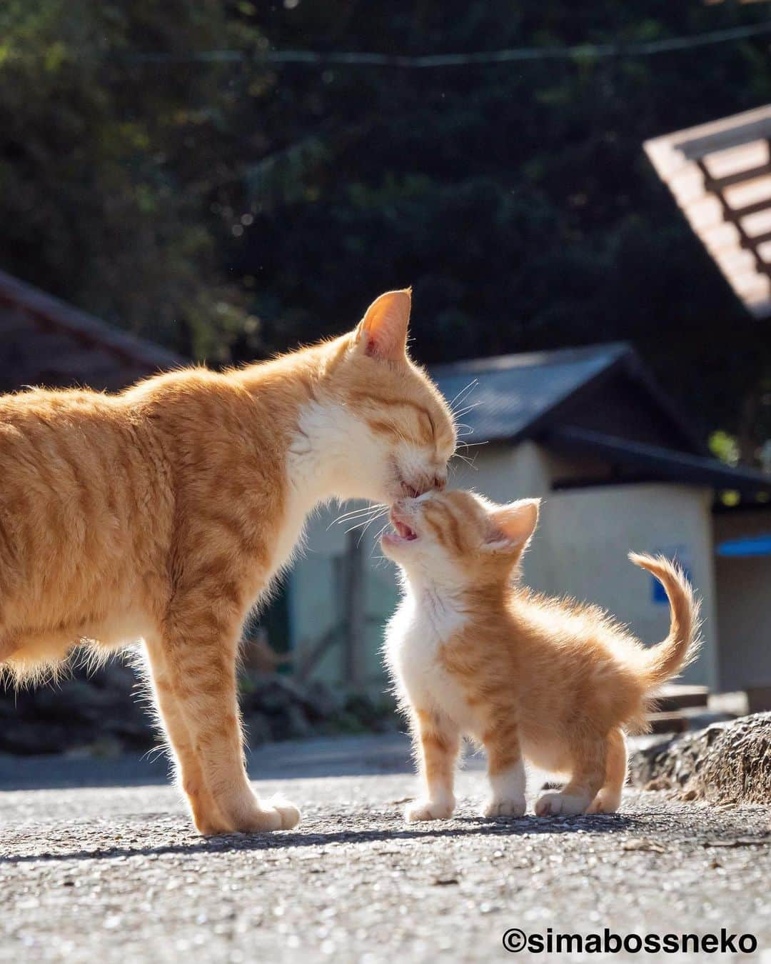 simabossnekoさんのインスタグラム写真 - (simabossnekoInstagram)「・ キス猫 すりすり、ぎゅっ、と。 “Kiss and Cuddle cats“ Swipeしてね←←←🐾  写真は全て『キス猫』より抜粋 All photos are excerpts from the photo book “Kiss and Cuddle cats“ ・ ・ 〜お知らせ〜 再び重版出来！『キス猫 すりすり、ぎゅっ、と。』 写真集は、Amazon他オンライン書店、本屋さんにて、ただいま好評発売中です。  ★simabossnekoのサイン入り本は、minneとメルカリshopsにて❣️ ◎新作写真集『島にゃんこ』も発売中です♪  どちらもお気に入りの一冊になれば嬉しく思います☺️  販売各ショップへは @simabossneko もしくは @p_nyanco22 のプロフィールURLよりご覧いただけます。  もしくはminne、メルカリShops内にて "simabossneko's shop"と検索ください🔎 ・ ・ 【Notice】 Available now! Photobook "Kiss and Cuddle cats (Kiss neko surisuri gyutto)"  The book is authored by @simabossneko  There are lots of wonderful photos of island cats✨  ◆The autographed book is available now at “minne simabossneko's shop“.  Please make a purchasing for this opportunity 😸🐾 The product page can be seen from the URL in the profile of @simabossneko or @p_nyanco22   ★Amazon Japan https://www.amazon.co.jp/dp/4847098927/  ★simabossneko's shop URL https://minne.com/＠simabossneko  It is possible to purchase and ship from Taiwan, Hong Kong, the USA, Korea, etc. ※ Shipping fee will be charged separately. ・ ・ #しまねこ #島猫 #ねこ #にゃんすたぐらむ #猫写真 #cats_of_world #catloversclub #pleasantcats #catstagram #meowed #ig_japan #lumixg9」4月22日 8時56分 - simabossneko