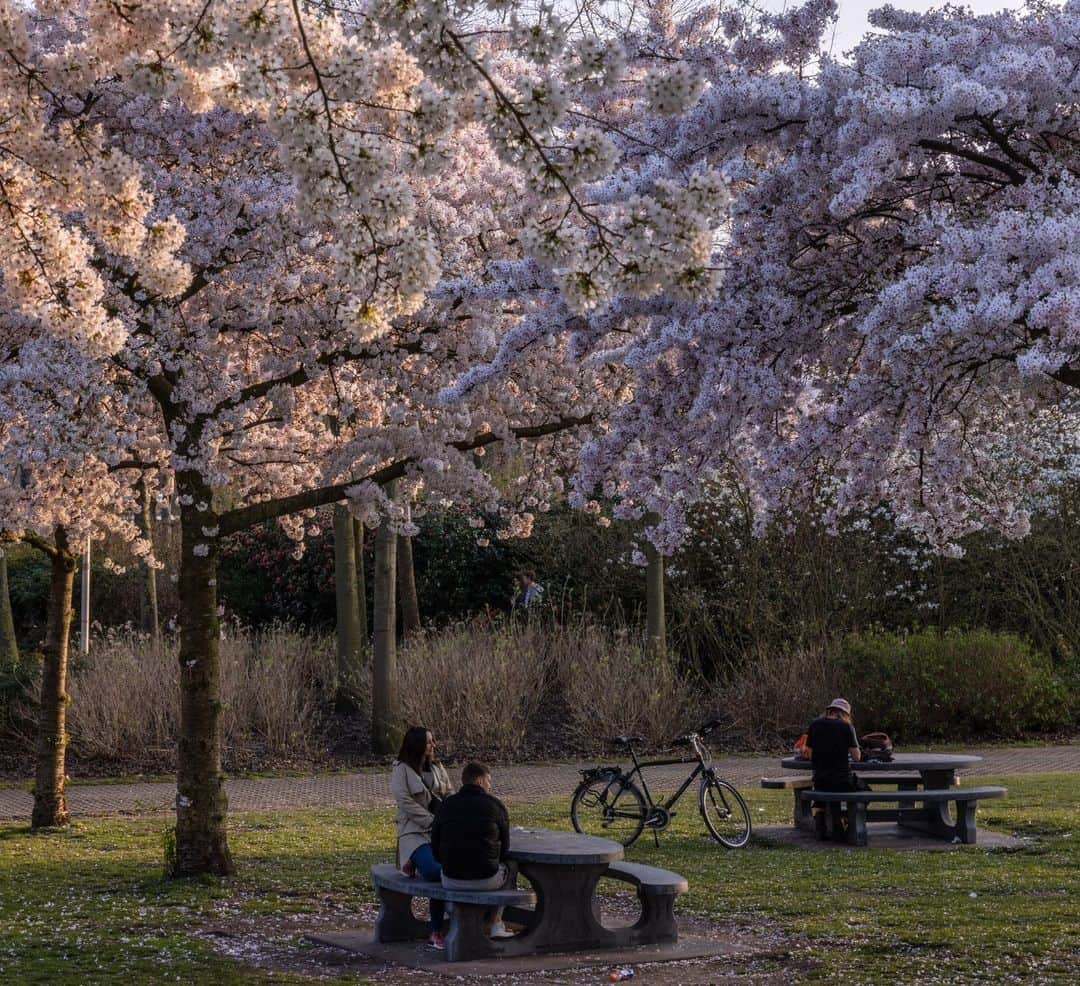 National Geographic Travelさんのインスタグラム写真 - (National Geographic TravelInstagram)「Photo by Muhammed Muheisen @mmuheisen | In Amsterdam, Netherlands, people enjoy a sunny day under the blooming cherry blossoms in Westerpark. For more photos and videos from different parts of the world, follow me @mmuheisen and @mmuheisenpublic. #MuhammedMuheisen #Amsterdam #Netherlands #DailyLife」4月22日 9時00分 - natgeotravel