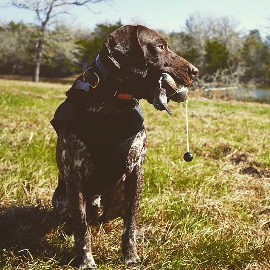 アダム・センのインスタグラム：「An Upland dog Staying Ready for 🦆  @texbirddog is 100% on tracking, pointing, and flushing upland birds.  50/50 on water foul. He isn’t so excited about sitting in the cold water.  Regardless this dog lives for you saying the word BIRD.  #germanshorthairedpointer #dog #pointer #duckdog」